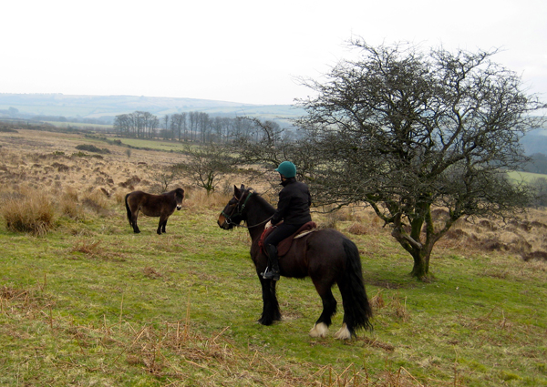 Meg Robbins horse riding on Dales ponies in Devon, UK, at West Steart Farm